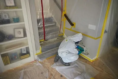 Mold Mitigation Services in Castle Pines CO