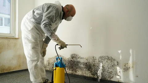 Professional Mold Mitigation Services in Parker, CO