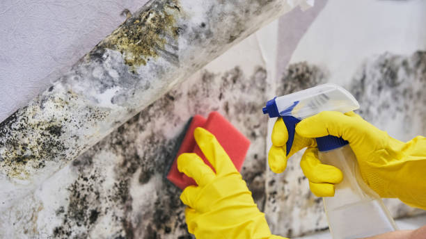 Reliable Mold Removal Company in Lone Tree CO