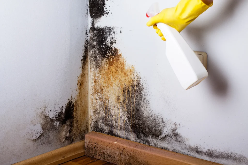Safe Mold Removal & Surface Treatment