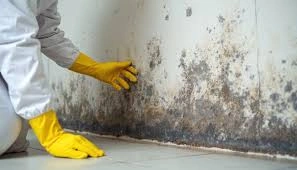 Affordable Mold Mitigation Services in Aurora, CO